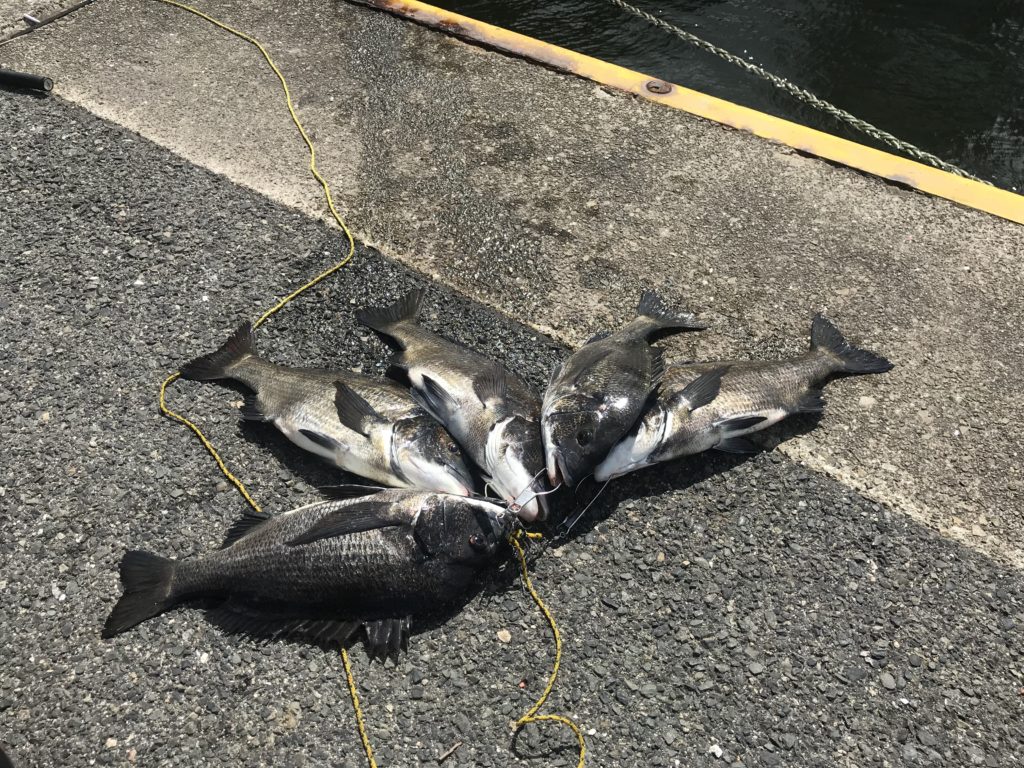 クロダイ爆釣ウィーク - 写真と海とクロダイが好きな漢のBlog